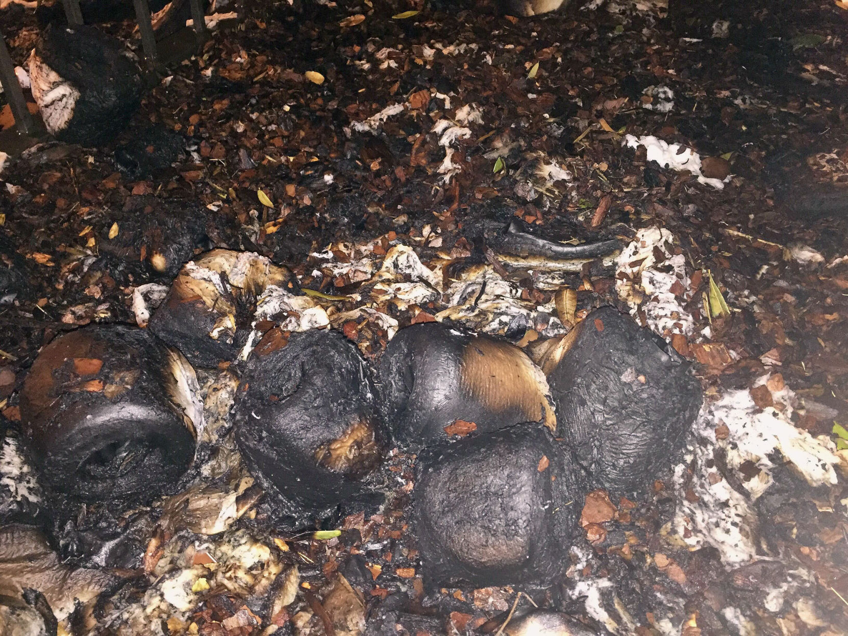 Burned Toomers Corner Tree